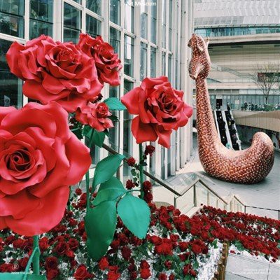 Bláthpháipéar Lá Vailintín